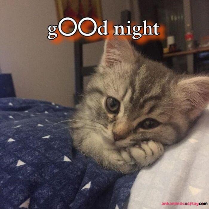 meme ngủ ngon mèo xinh